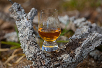 Traditional Single malt Scotch whiskey in the Glencairn glass in selective focus.