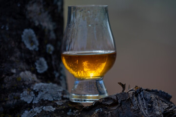 Traditional Single malt Scotch whiskey in the Glencairn glass in selective focus.