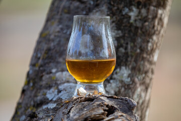 Traditional Single malt Scotch whiskey in the Glencairn glass in selective focus.