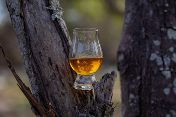 Traditional Single malt Scotch whiskey in the Glencairn glass in selective focus.