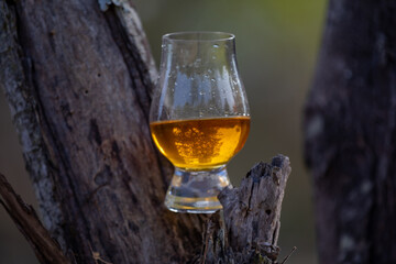 Traditional Single malt Scotch whiskey in the Glencairn glass in selective focus.