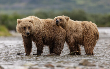 Brown Bear Cubs in Katmai Alaska © Harry Collins