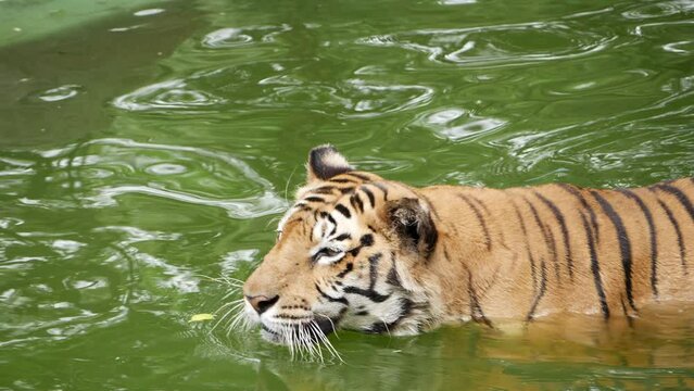 A tiger swimming in a pond, in the water