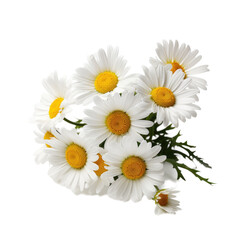 photorealistic daisies isolated on a white background