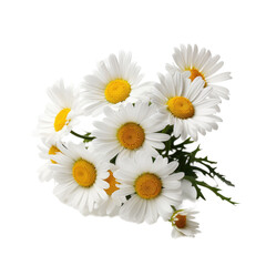 Obraz premium photorealistic daisies isolated on a white background