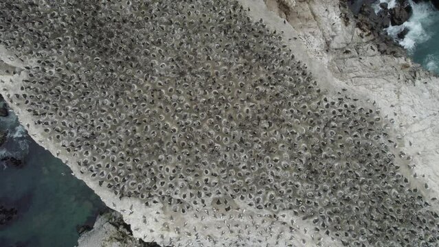 Aerial Birds Eye View Flying Over Colony Of Birds On Top Of Cliff. Dolly Shot