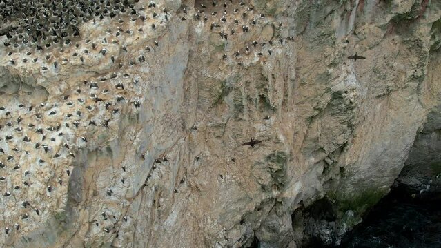 Aerial Flying Overhead Colony Of Wild Birds On Cliff Beside Ocean Waves
