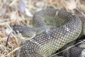 Angry Northern Pacific Rattlesnake in defensive posture. Stevens Creek County Park, California, USA.