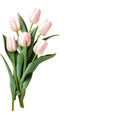 Layout with tulips on transparent background and room for text