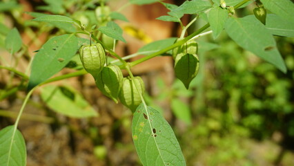 iplukan is a wild plant whose fruit can be eaten and can be used as an alternative medicine