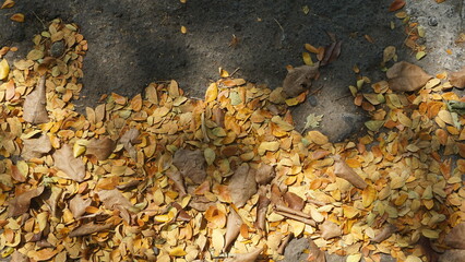 dry leaves that fall scattered on the side of the road are yellow with a black or earthy red background
