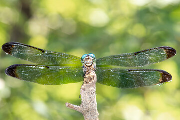 Canadian Geese Family Head Close-up