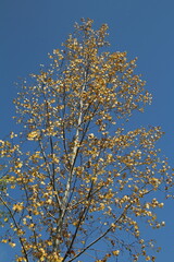 yellow leaves against sky