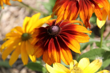 Flowers Of Summer, Fort Edmonton Park, Edmonton, Alberta