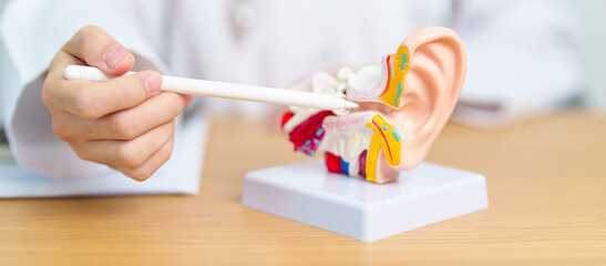 Obraz na płótnie Canvas Doctor with human Ear anatomy model. Ear disease, Atresia, Otitis Media, Pertorated Eardrum, Meniere syndrome, otolaryngologist, Ageing Hearing Loss, Schwannoma and Health