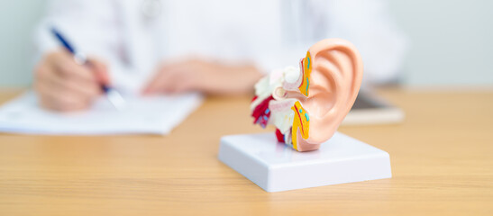 Doctor with human Ear anatomy model. Ear disease, Atresia, Otitis Media, Pertorated Eardrum, Meniere syndrome, otolaryngologist, Ageing Hearing Loss, Schwannoma and Health - obrazy, fototapety, plakaty