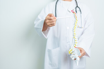 Doctor with human Spine anatomy model. Spinal Cord Disorder and disease, Back pain, Lumbar, Sacral...