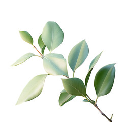 Fototapeta premium Detailed view of plant s green foliage