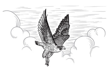 Vintage engraved vector illustration of a flying peregrine falcon isolated on sky background