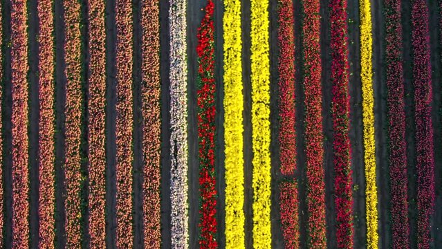Tulipanes y paisajes en Catamarca, Argentina 