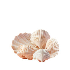 isolated seashells on transparent background