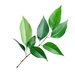 Fototapeta premium Isolated green leaves on transparent background