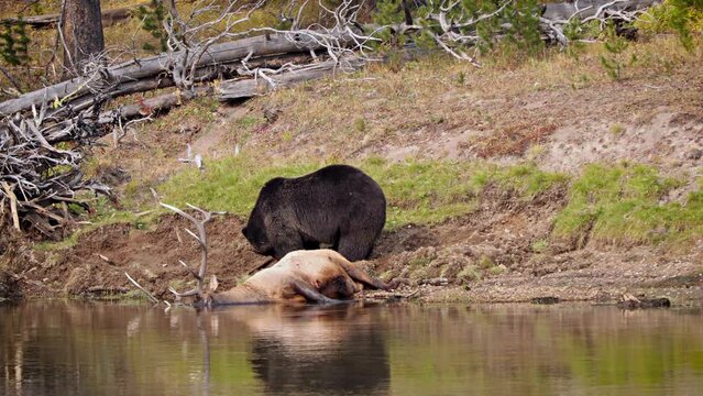 Grizzly Bear with a recently killed elk on the shore of the Yellowstone River in Yellowstone National Park, Wyoming.
