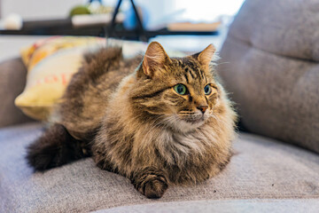 Close up shot of a cute young Maine Coon mixes