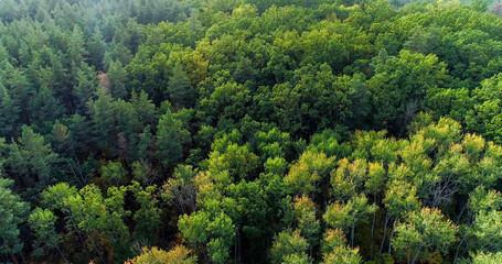 Aerial trees. Forest foliage. Atmospheric ecology reserve green yellow leaves woodland wealth peaceful nature in morning drone view.