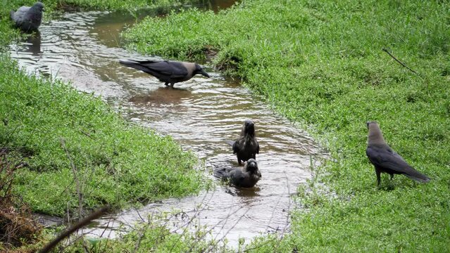 A group of birds stand in a stream