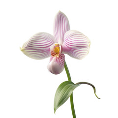 Fototapeta na wymiar Close up of lady slipper or paphiopedilum orchid in bloom
