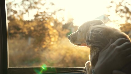 dog walk by car. dog muzzle looks out the car window. the spaniel holds with red paws for the...