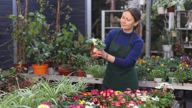 flower shop worker inspects flowers in pots. Woman florist took small pot of primrose