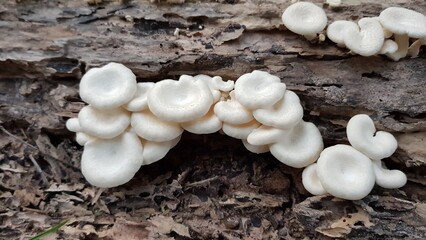 mushrooms on the tree