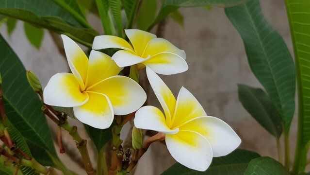champa flower in the garden