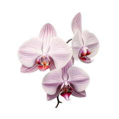 Moon orchid also called moth orchid in India and anggrek bulan in Indonesia