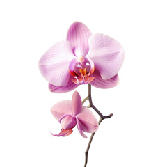 Close up shot of isolated violet orchid on transparent background