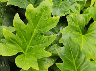 Closeup of leaves with water drops of Philodendron bipinnatifidum