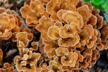 Auricularia auricula judae