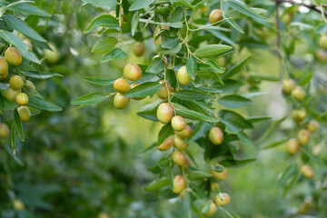 jujube fruits on a tree on a background of green leaves