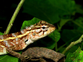 Oriental Garden Lizard (Brown lizard)