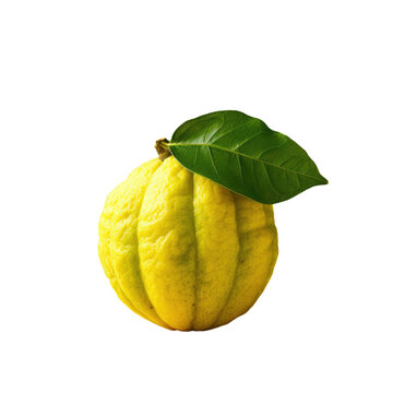 Isolated etrog on transparent background yellow citrus fruit with green stem and round pitom used for Jewish holiday