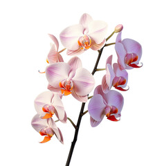 transparent background isolate orchid flower with color