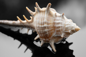 sea shell on bed of water with a black background