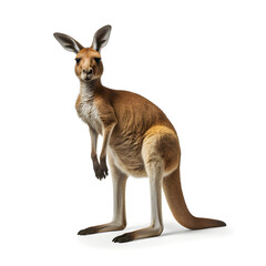 Red kangaroo on white background. AI generetive - obrazy, fototapety, plakaty