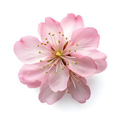 Fototapeta premium Beautiful pink orchid with splashing water. AI generetive