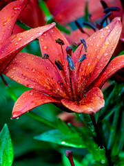 fresh bright red lilies in the garden with dew drops on the petals