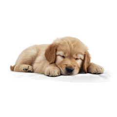 Sleepy Golden retriever puppy dog . AI generetive