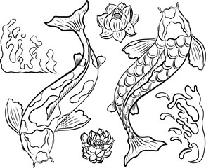 koi carp vector isolate for tattoo.Japanese carp drawing.Hand drawn line art of Koi carp. Vector isolated. Idea for tattoo and coloring books.