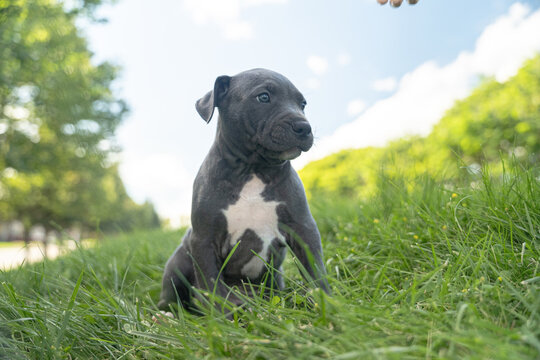 Newborn American Bully knowing the new world